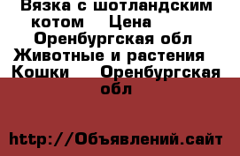 Вязка с шотландским котом. › Цена ­ 700 - Оренбургская обл. Животные и растения » Кошки   . Оренбургская обл.